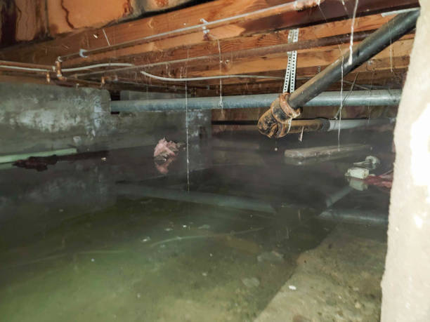 Best Flood damage cleanup  in Austintown, OH